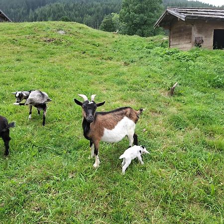Pension Stammerhof Schladming Bagian luar foto