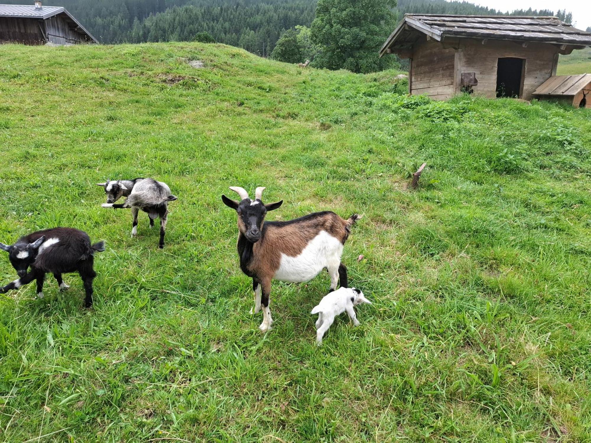 Pension Stammerhof Schladming Bagian luar foto