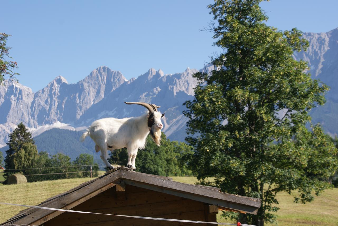 Pension Stammerhof Schladming Bagian luar foto